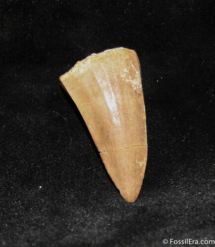 Inch Mosasaurus Tooth #1103